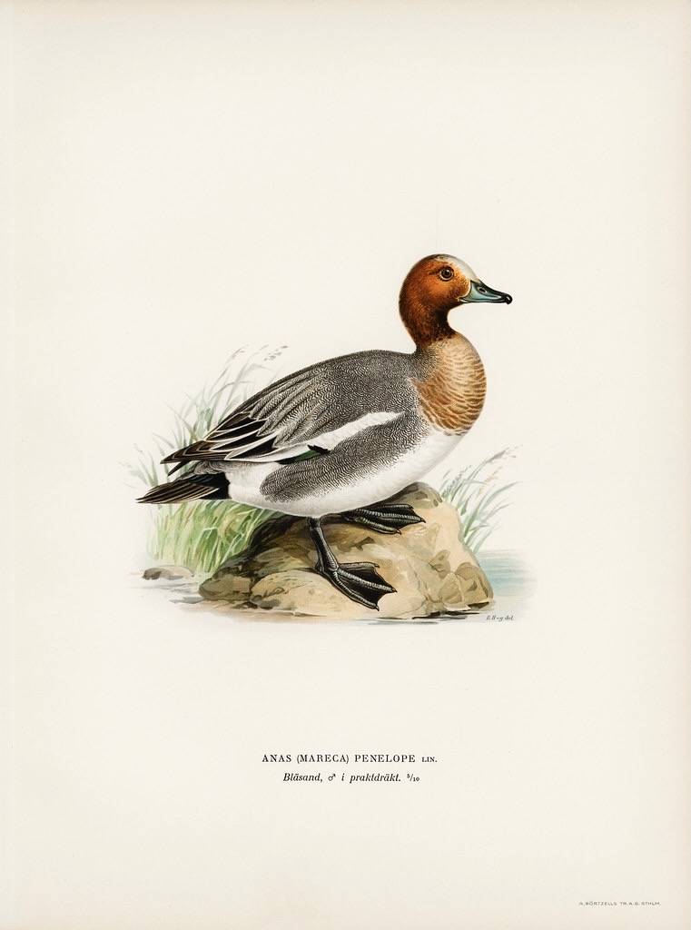Eurasian wigeon (Anas(mereca) penelope.) illustrated by the von Wright brothers. Digitally enhanced from our own 1929 folio version of Svenska Fåglar Efter Naturen Och Pa Sten Ritade. by Free Public Domain Illustrations by rawpixel is licensed under CC BY 2.0.